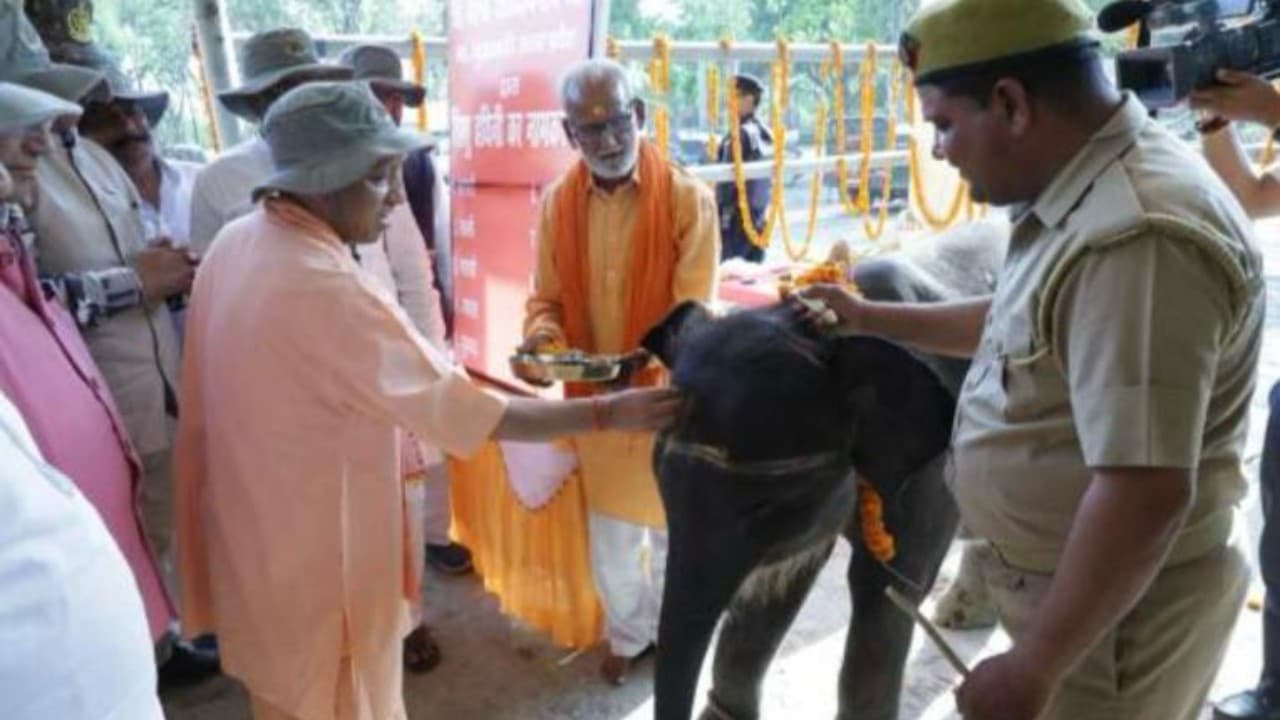 भवानी नाम से जानी जाएगी छोटी हथिनी 